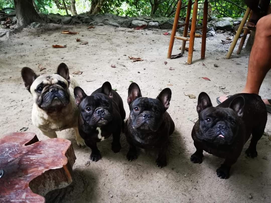 Casa Rural Aroma De Campo Curubande ภายนอก รูปภาพ