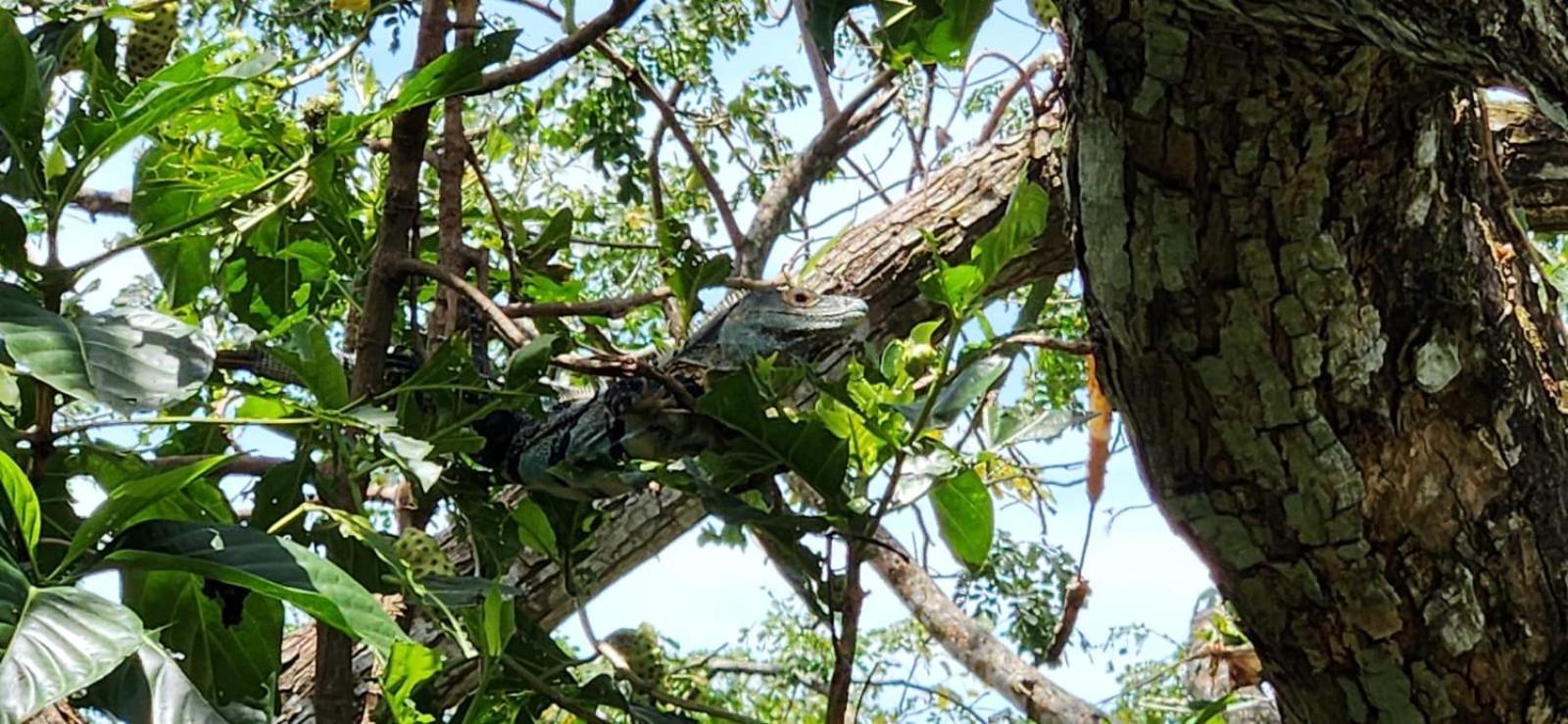 Casa Rural Aroma De Campo Curubande ภายนอก รูปภาพ